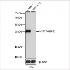 KO-Validated HSP27/HSPB1 Rabbit pAb (20 μl)