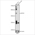 KO-Validated GATA3 Rabbit pAb (20 μl)