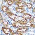 KO-Validated CHCHD2 Rabbit pAb (20 μl)
