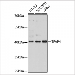 KO-Validated TFAP4 Rabbit pAb (20 μl)