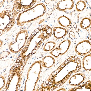 KD-Validated LAMP1 Rabbit pAb (20 μl)