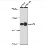 KO-Validated VAT1 Rabbit pAb (20 μl)