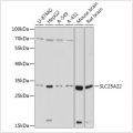 KO-Validated SLC25A22 Rabbit pAb (20 μl)