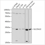 KO-Validated SLC25A22 Rabbit pAb (20 μl)