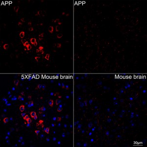 KO-Validated APP Rabbit mAb (20 μl)