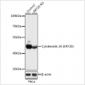 KO-Validated Cytokeratin 20 (KRT20) Rabbit pAb (20 μl)
