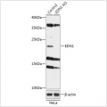 KO-Validated EDN1 Rabbit pAb (20 μl)