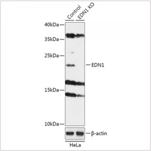 KO-Validated EDN1 Rabbit pAb (20 μl)