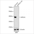 KO-Validated AKR1A1 Rabbit pAb (20 μl)