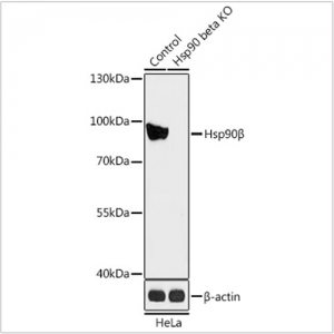 KO-Validated Hsp90β Rabbit pAb (20 μl)