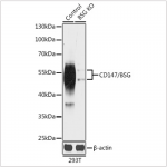 KO-Validated CD147/BSG Rabbit pAb (20 μl)