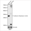 KO-Validated Carbonic Anhydrase 2 (CA2) Rabbit pAb (20 μl)