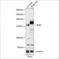 KO-Validated BUB1 Rabbit pAb (20 μl)