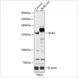 KO-Validated BUB1 Rabbit pAb (20 μl)