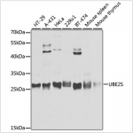 KO-Validated UBE2S Rabbit pAb (20 μl)