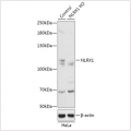 KO-Validated NLRX1 Rabbit pAb (20 μl)