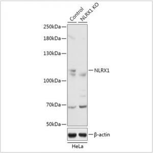 KO-Validated NLRX1 Rabbit pAb (20 μl)