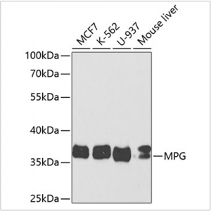 KO-Validated MPG Rabbit pAb (20 μl)