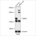 KO-Validated UBE2C Rabbit pAb (20 μl)