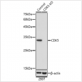 KO-Validated CDK5 Rabbit pAb (20 μl)