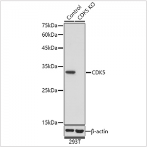 KO-Validated CDK5 Rabbit pAb (20 μl)