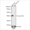 KO-Validated macroH2A.1 Rabbit pAb (20 μl)