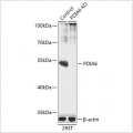 KO-Validated PDIA6 Rabbit pAb (20 μl)
