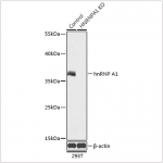 KO-Validated hnRNP A1 Rabbit pAb (20 μl)