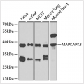KO-Validated MAPKAPK3 Rabbit pAb (20 μl)