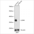 KO-Validated LDHB Rabbit pAb (20 μl)
