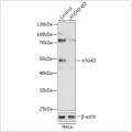 KO-Validated ATG4D Rabbit pAb (20 μl)