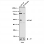 KO-Validated ATG4D Rabbit pAb (20 μl)