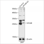 KO-Validated MYL6B Rabbit pAb (20 μl)