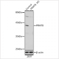 KO-Validated PRMT8 Rabbit pAb (20 μl)