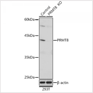 KO-Validated PRMT8 Rabbit pAb (20 μl)