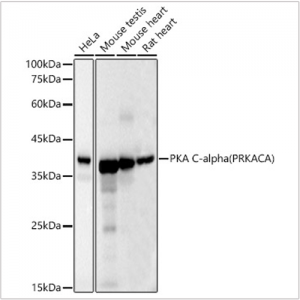 KO-Validated PKA C-alpha (PRKACA) Mouse mAb (20 μl)