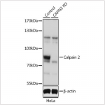 KO-Validated Calpain 2 Rabbit pAb (20 μl)