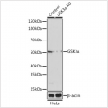 KO-Validated GSK3α Rabbit pAb (20 μl)