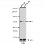 KO-Validated GSK3α Rabbit pAb (20 μl)