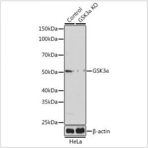 KO-Validated GSK3α Rabbit pAb (20 μl)