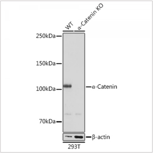 KO-Validated α-Catenin Rabbit mAb (20 μl)