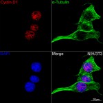 KO-Validated Cyclin D1 Rabbit mAb (20 μl)