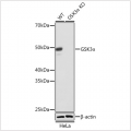 KO-Validated GSK3α Rabbit mAb (20 μl)