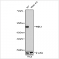 KO-Validated MEK2 Rabbit mAb (20 μl)