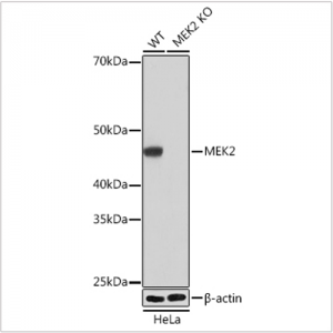KO-Validated MEK2 Rabbit mAb (20 μl)
