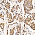KO-Validated MyD88 Rabbit mAb (20 μl)