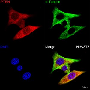 KO-Validated PTEN Rabbit mAb (20 μl)