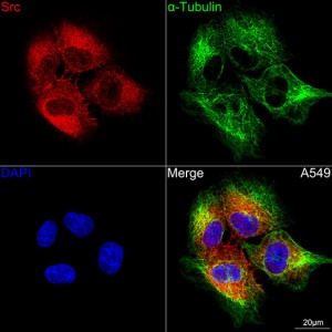 KO-Validated Src Rabbit mAb (20 μl)