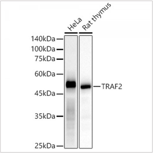 KD-Validated TRAF2 Rabbit mAb (20 μl)