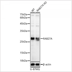 KD-Validated RAB27A Rabbit pAb (20 μl)